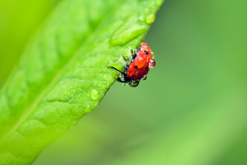 Macrophotography of large and red with black dots ladybug sitting on a plant afrer rain in the...