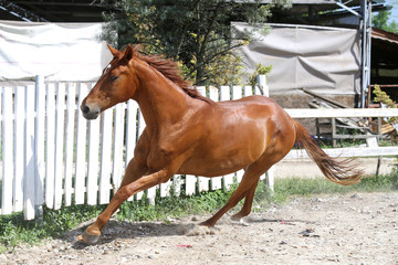 Beautiful young chestnut colored horse galloping in the corral summertime