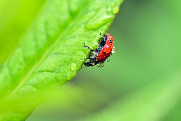 Macrophotography of large and red with black dots ladybug sitting on a plant afrer rain in the garden.