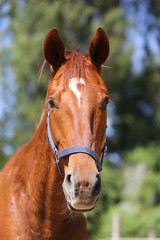 Portrait of a beautiful young purebred horse on a hot summer day