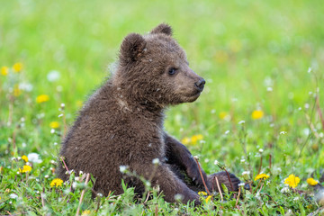 Naklejka na ściany i meble Brown bear cub playing on the summer field