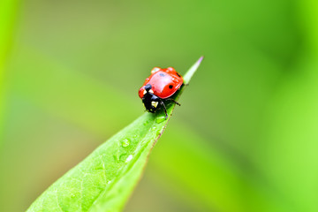 Macrophotography of large and red with black dots ladybug sitting on a plant afrer rain in the garden.