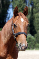 Head of a beautiful young sport horse in the corral summertime outdoors