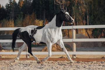 Black and white pinto horse