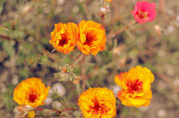Colorful Purslane flowers in the garden. Orange moss rose, Portulaca, or Purslane background.