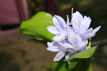 Attractive Eichhornia crassipes flowers, commonly known as common water hyacinth.lavender color flower.