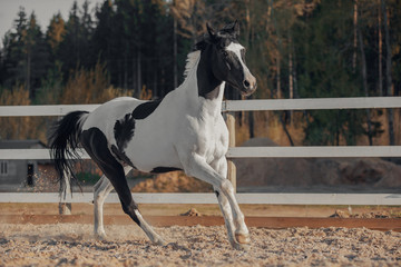 Obraz na płótnie Canvas Black and white pinto horse