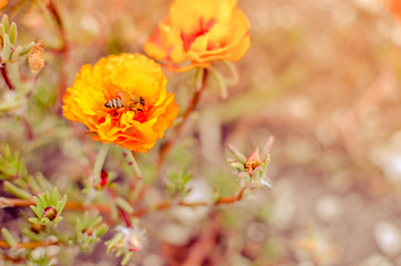 Colorful Purslane flowers in the garden with a bee. Orange moss rose, Portulaca, or Purslane background.