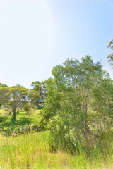 Obraz premium Huge natural forest tree near green grass.