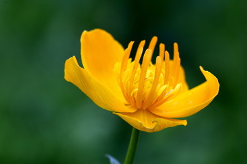 the globe-flower Asian closeup