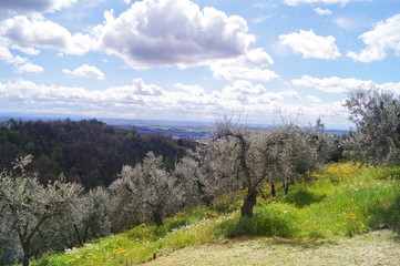 Countryside around Vinci, Tuscany, Italy