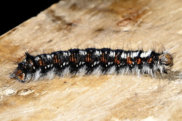 caterpillars of the siberian moth