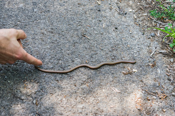 small snake crossing asphalt road