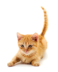 Small red kitten.