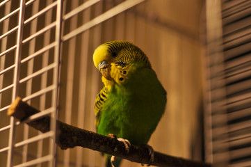 parrot in cage