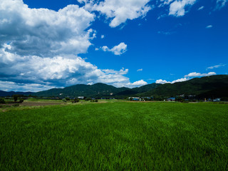 新緑の加波山、麓の水田