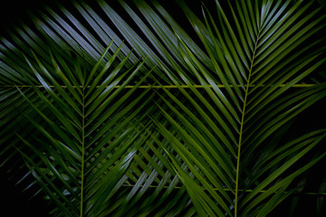 Green leaf layout, dark tropical tone, creative, Wang Rabat natural summer concept, Phuket Thailand