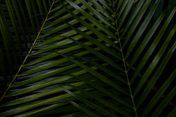 Green leaf layout, dark tropical tone, creative, Wang Rabat natural summer concept, Phuket Thailand