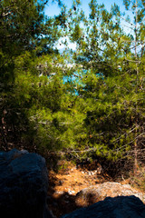 Spruce forest, with paved stone paths. Alanya, Turkey