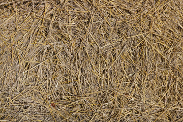 Texture of last year's yellow wheat straw
