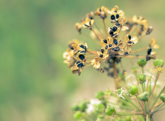 Dry garlic flower head, blooming and raw at nature