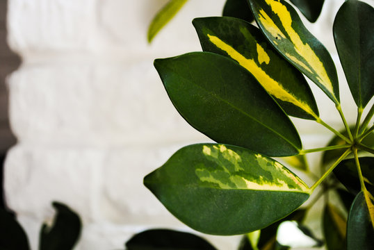 leaves decorative cheflers on a white brick wall background
