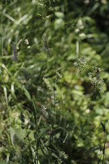 Vegetation in a forest