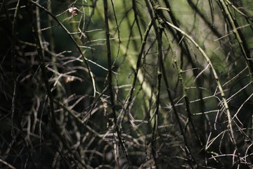 Vegetation in a forest