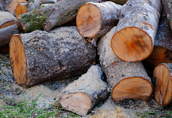 Pile of firewood