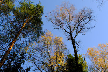 Crowns of autumn trees