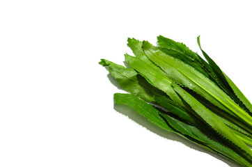  long coriander leaves