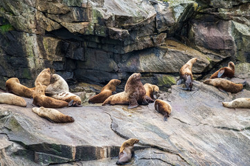 Steller Sea Lion