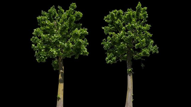 Small Leaved Lime Tree (Tilia cordata) isolated on black background with alpha channel - Apple ProRes 4444 with Alpha channel, 10bit high quality footage