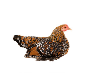 chicken  hen Milfleur isolated