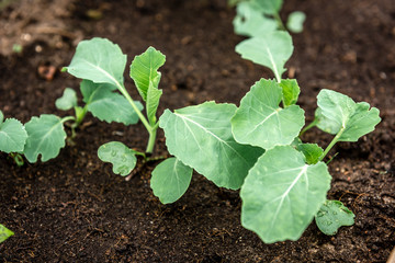 Young cabbage growing in spring garden