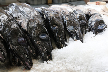 Black scabbard fish, Aphanopus carbo