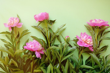 Different pink peonies with leaves on green background