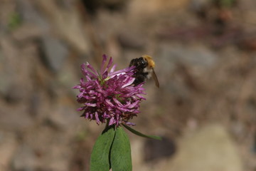 A day in the Carpathian Mountains