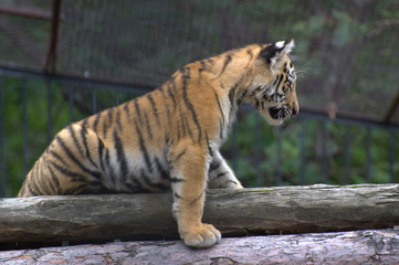Beautiful little tiger cub stands on a log and looks