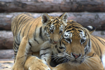 Fototapeta na wymiar A beautiful tigress and a small tiger cub lie on the logs and play