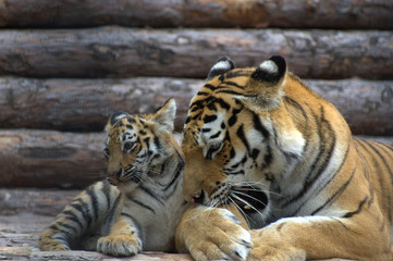Beautiful tigress is caring for a little tiger cub.