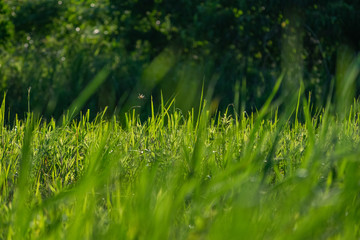 トンボがいる草地の背景　麻機遊水地　静岡
