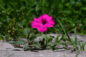 Flower growing through crack in the tiled pavement