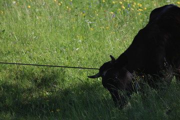 A day in the Carpathian Mountains
