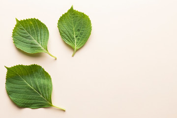 Fototapeta na wymiar Three green leaves
