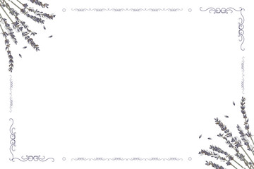 Vector card frame with lavender flowers on a white background