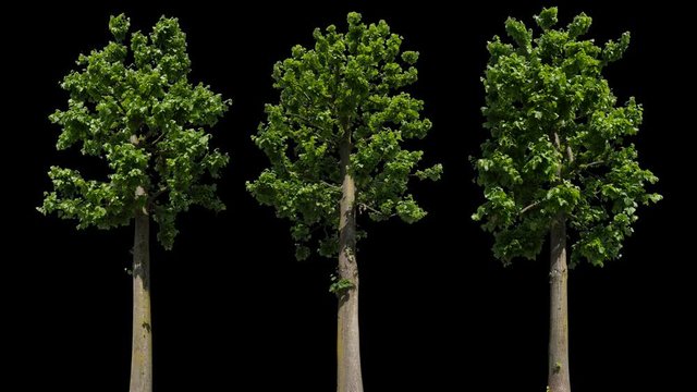 Small Leaved Lime Tree (Tilia cordata) isolated on black background with alpha channel - Apple ProRes 4444 with Alpha channel, 10bit high quality footage