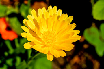 fleur jaune au jardin