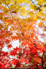 Color of maple leaves in autumn.