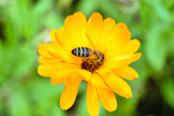 Abeille butine une fleur jaune